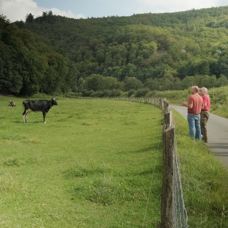 2 Kühe auf Weide mit Verbrauchern und Landwirten hinterm Zaun